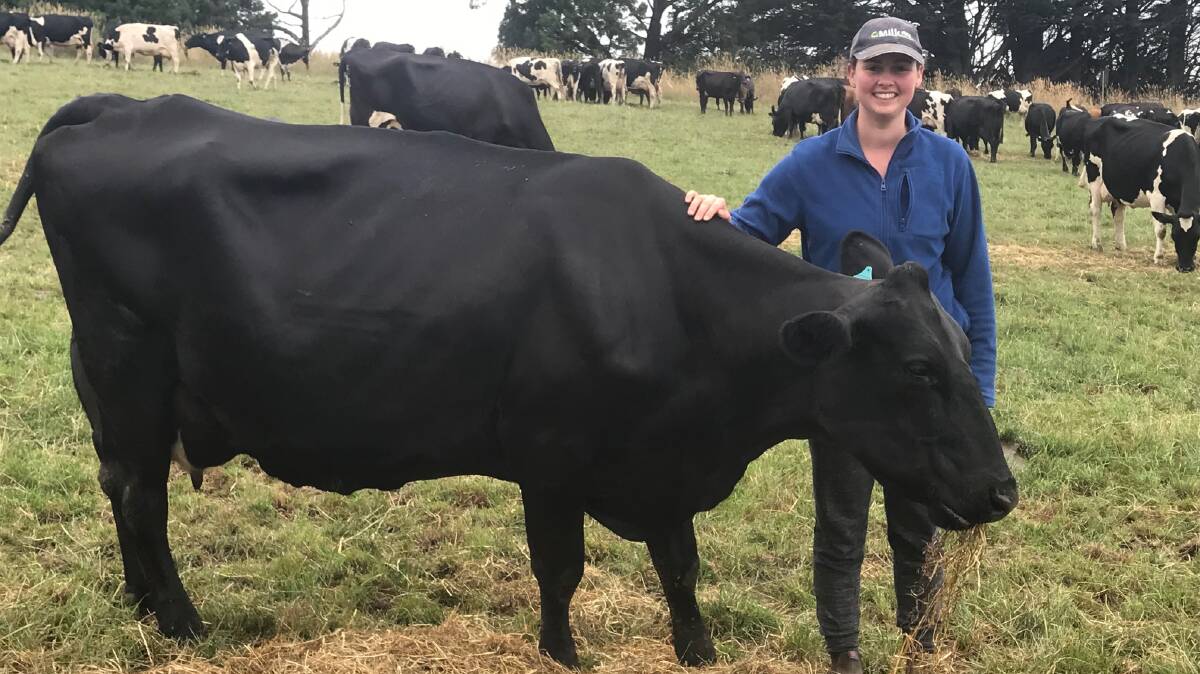 CROSSBREDS: Meaghan Douglas with an Aussie Red sired crossbred cow in her herd.

