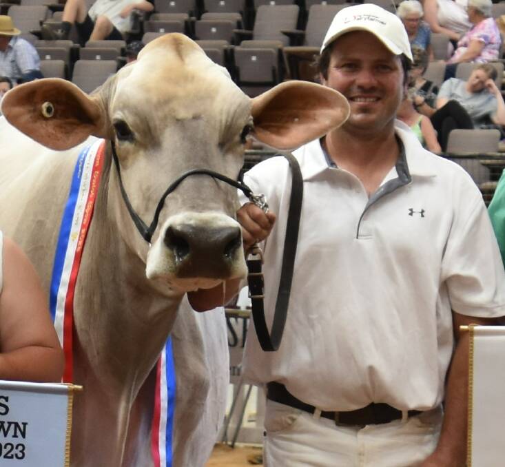 The 2023 International Dairy Week Brown Swiss senior champion cow Shadyglen Blooming Lola, with owner Cameron Bawden, Labertouche, Vic. Picture by Carlene Dowie