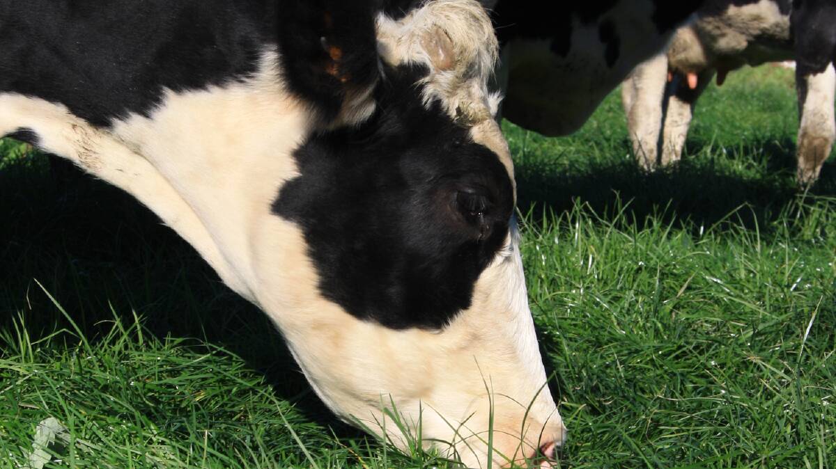 Facial eczema occurs when cattle ingest spores of the fungus Pithomyces chartarum. 