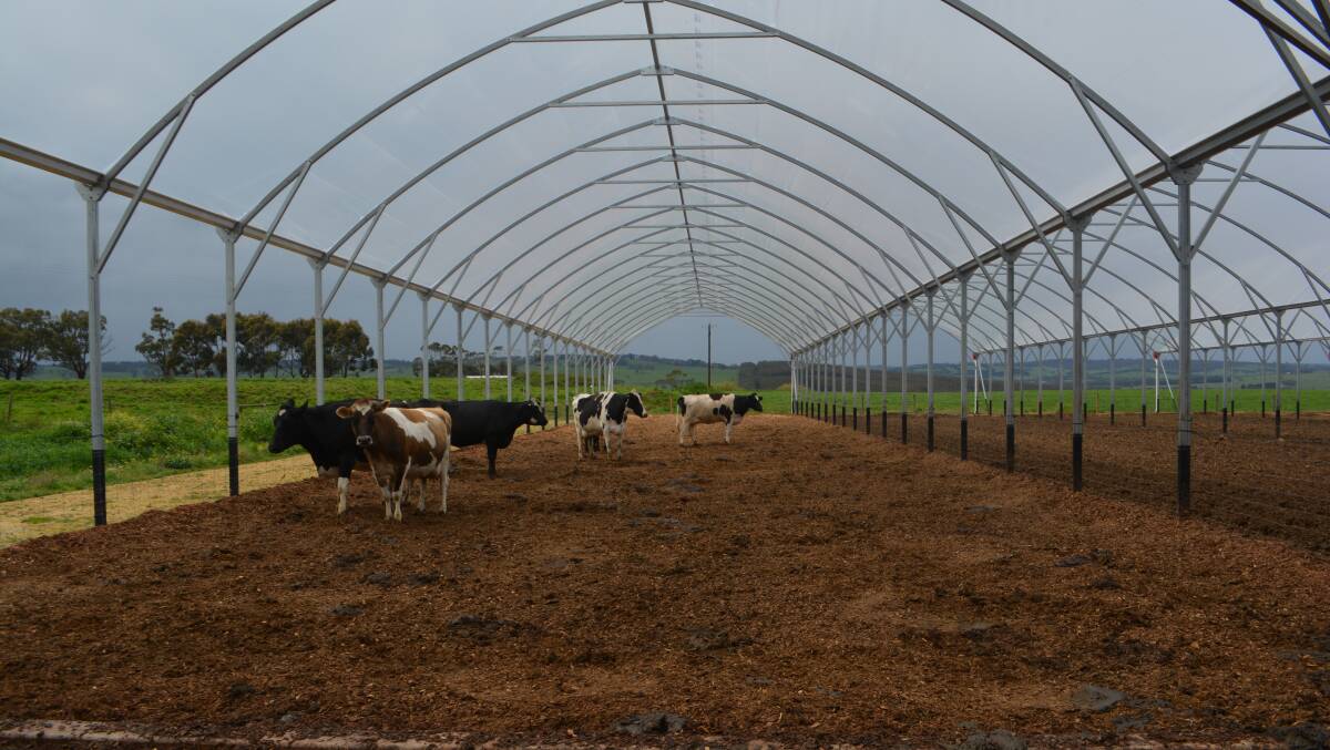 SPANNING SUCCESS: The 3200 square metre shelter on the Vogel farm has been a success since the first cows entered for calving last May.