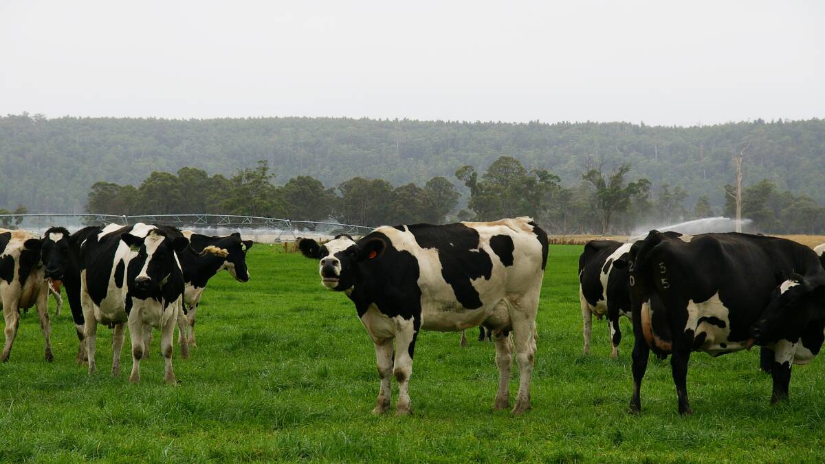Tasmania was the only relatively bright spot for milk production in Australia - with an increase recorded in December. File picture by Carlene Dowie