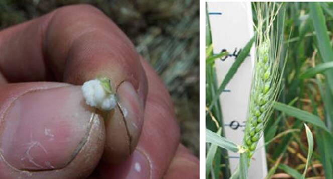 Figure 3: Cereal grain (L) and plant (R) at soft dough stage.