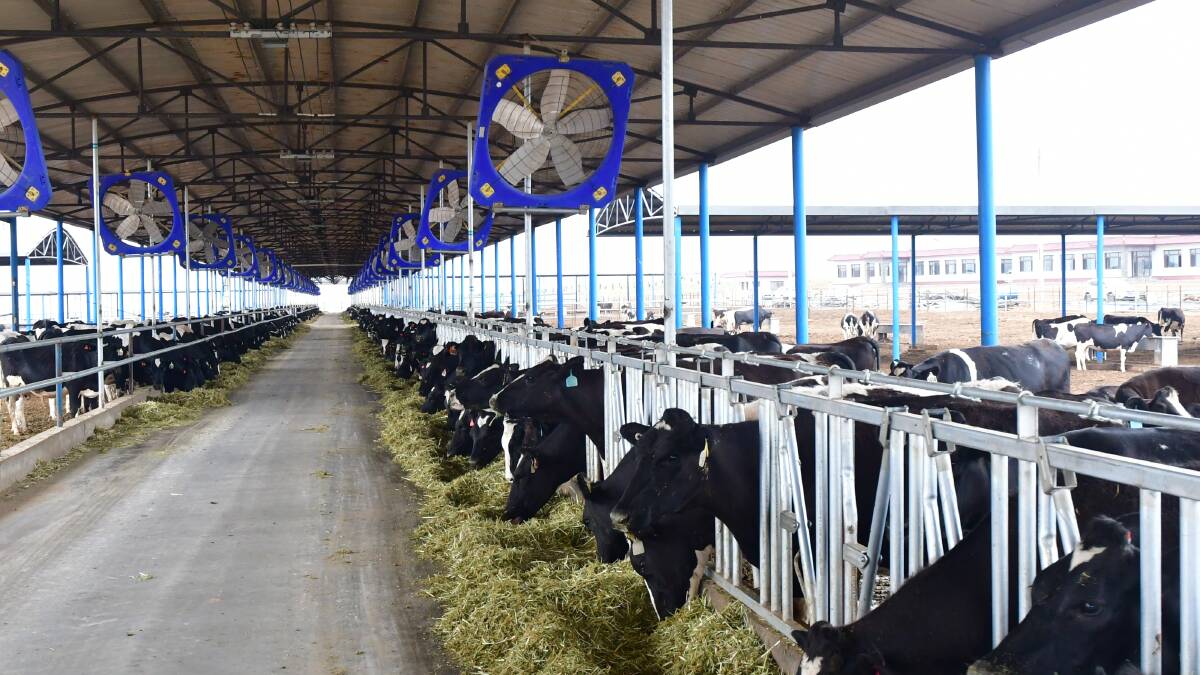 CHINA DEMAND: Australian heifers on a new dairy in China, where massive expansion is underway.