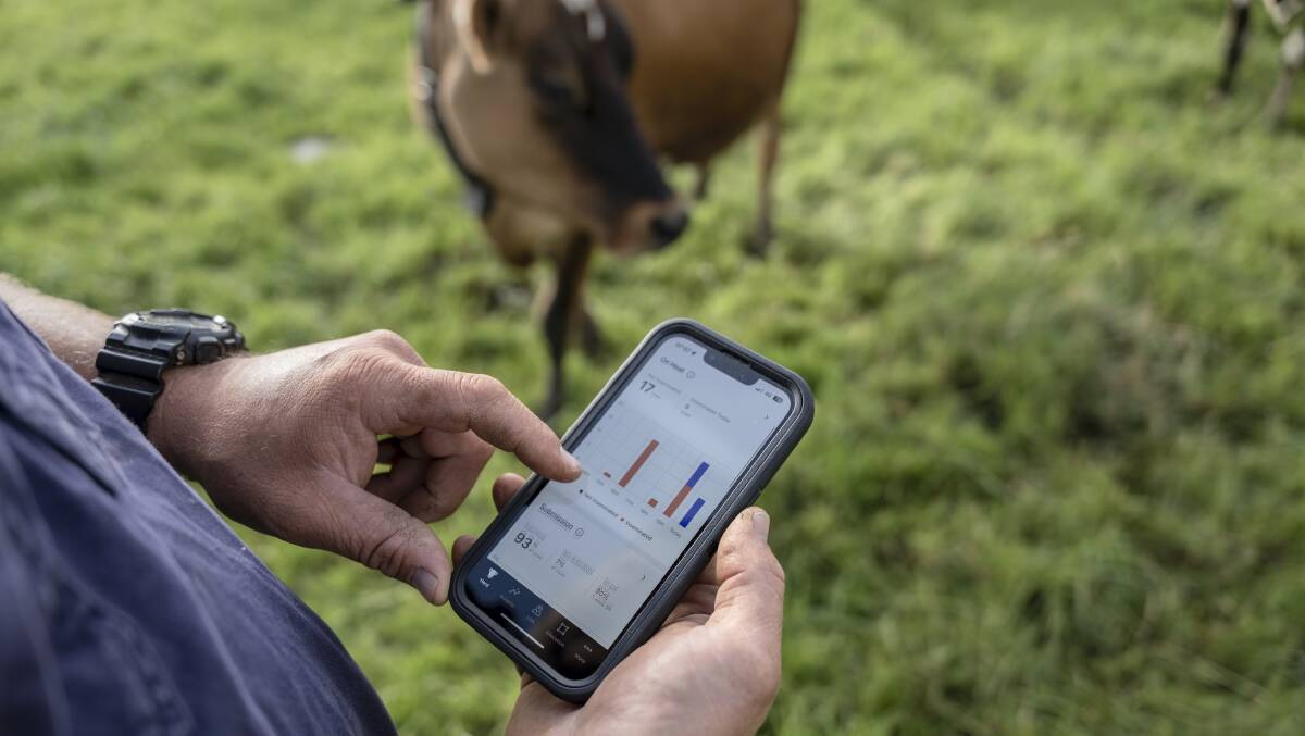 Information about heat status of each cow available on the Halter app. Picture by Oscar Sloane