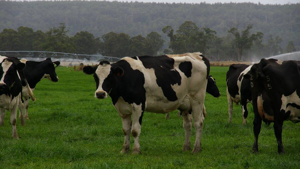 FERTILITY IMPROVES: Research has revealed selecting bulls with higher Daughter Fertility Australian Breeding Values does lift a herd's reproductive performance.