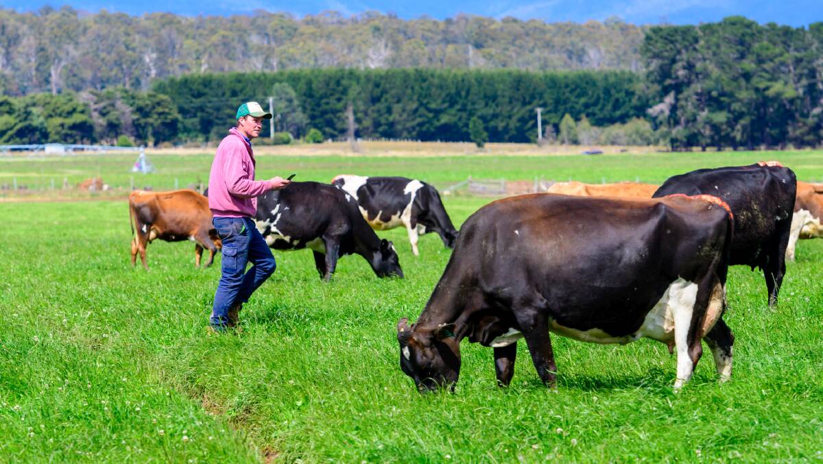 Selecting sires for tomorrow's dairy industry focus for Tassie farmer ...