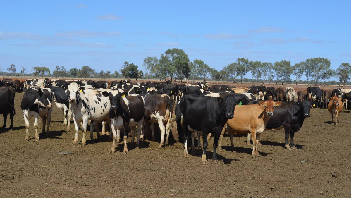 TOUGH CONDITIONS: A new program will help northern Victorian farmers with big decisions.