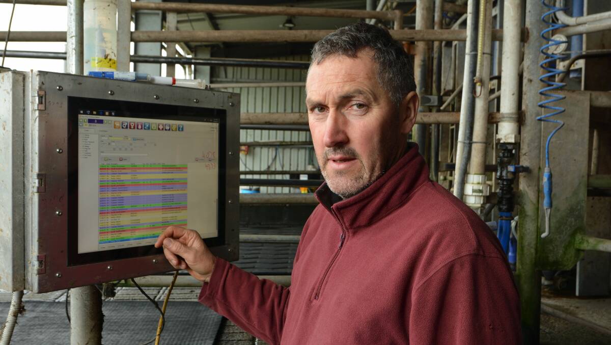 AUTOMATION ADVANTAGE: Automation in the dairy makes it easy for Paul Moloney to record workability traits in heifers.