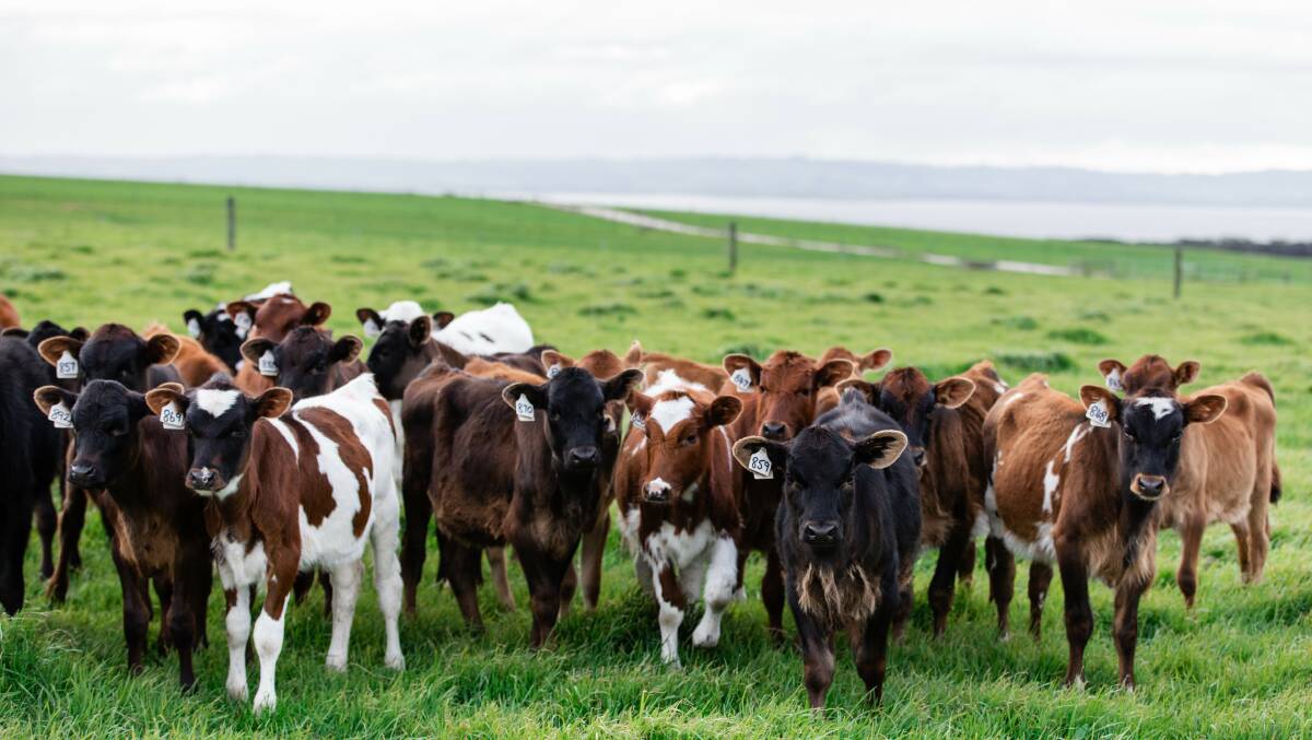 BENEFITS: In the upcoming podcast, farmers already using heifer genomic technology on-farm will detail how genomic testing heifers has been beneficial to their farm business.
