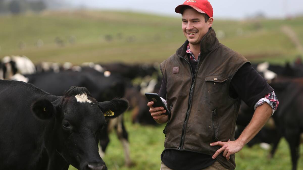 RIGHT CHOICE: Brodie Hill uses the Good Bulls App to make the right bull choices in his family's Tasmanian operation.