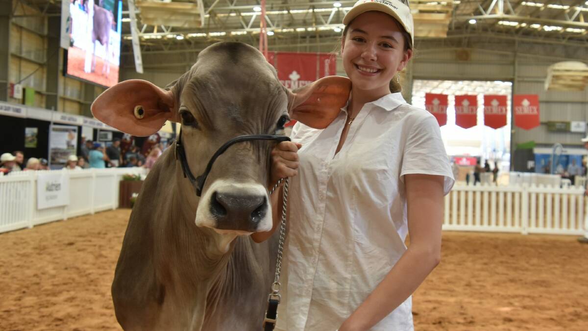 Katrina Cochrane, Geelong, leads the 2023 International Dairy Week Brown Swiss junior champion Tandara Bosephus Heidi 318. Picture by Carlene Dowie