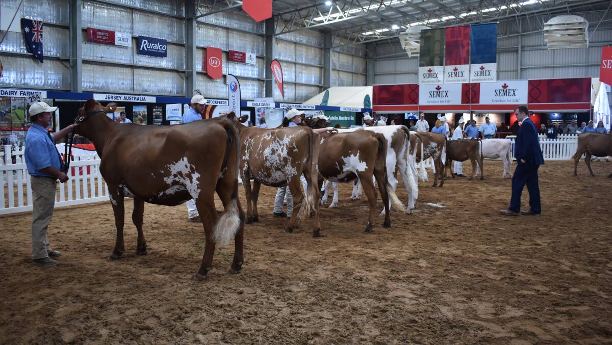 FEATURE BREED: The Ayrshires are the feature breed for 2020 and have attracted a large number of entries.