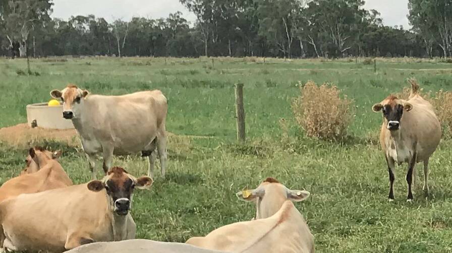 Do Not Forget Dry Cows In Hot Conditions Farm Online Australia