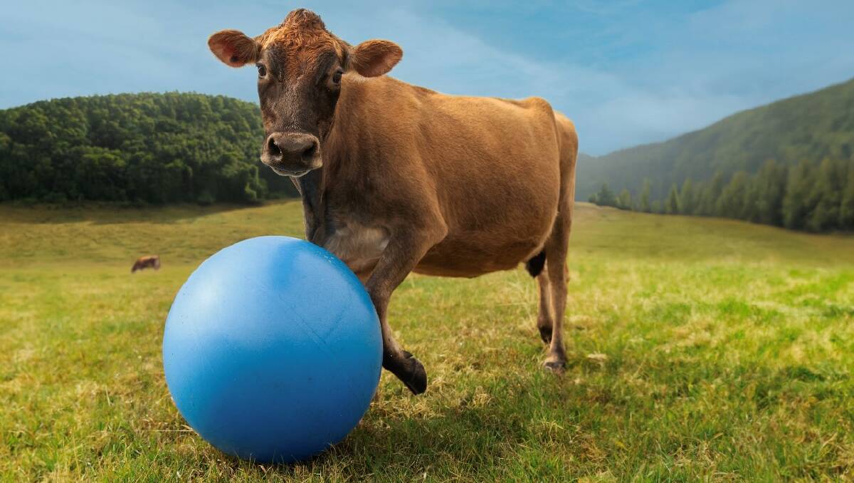 A cow on Scott and Renae Connell's Dorrigo, NSW, farm plays with a ball. Picture supplied