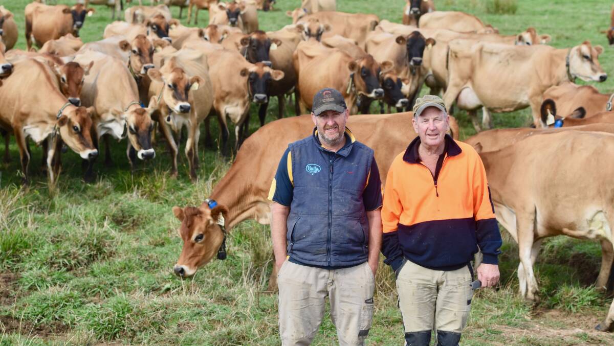 Andrew and Bill Cochrane, Craigielea Jerseys, Bamawm, Victoria have bred the equal top Jersey cow, Craigielea Vicky 6151 VG 87 in DataGene's April release of the Australian Breeding Values (ABVs). Picture supplied by DataGene
