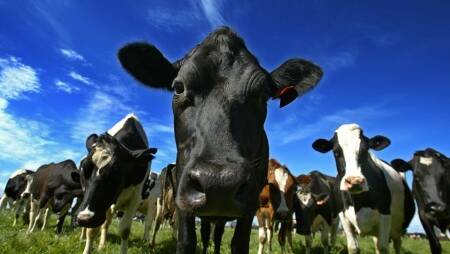 RISK MANAGEMENT: A new online biosecurity tool allows dairy farmers to manage their risks around 14 separate diseases.