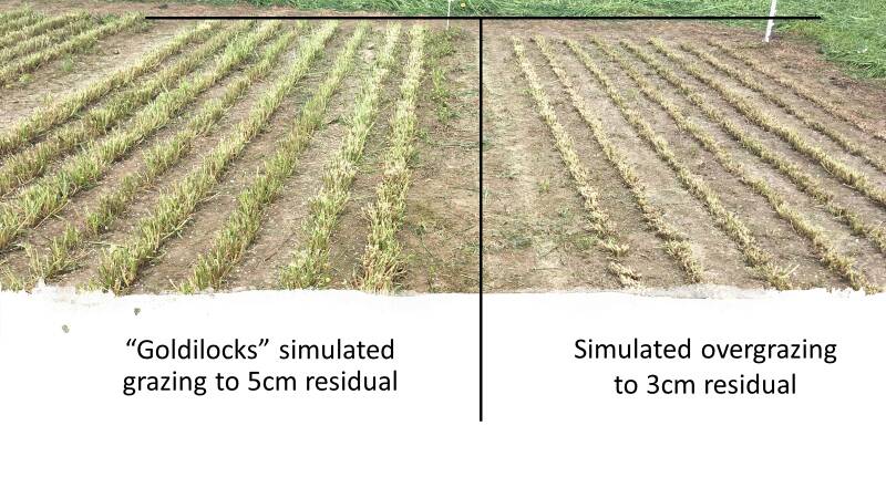 FIGURE 3: 'Goldilocks' simulated grazing (left) produced plants with adequate stem residual to maintain higher production relative to overgrazing (right).