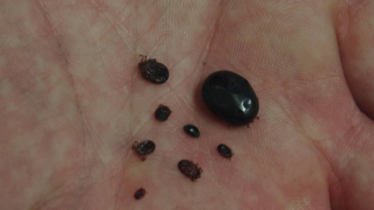 TICKED OFF: Ticks have been confirmed as the vector that carries a parasite to infect cattle with Theileria.