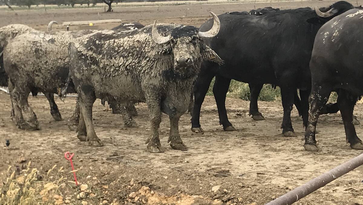 Buffaloes Help Build Victorian Dairy Business Farm Online Australia
