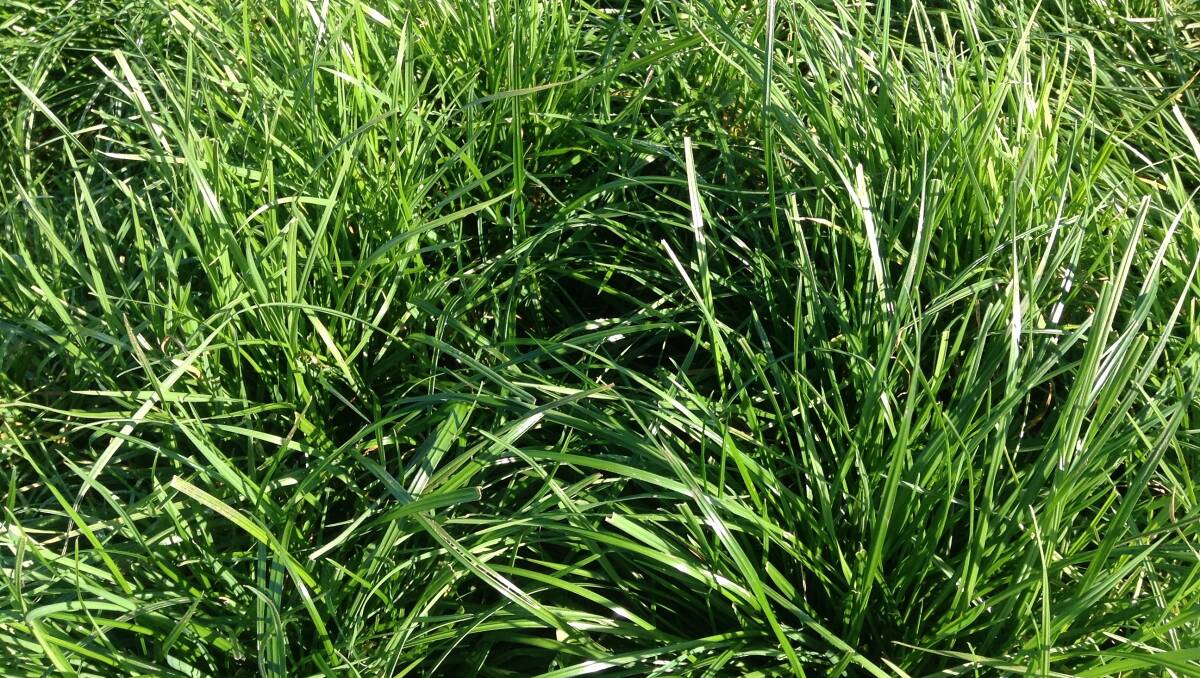 TOP GRASS: The Forage Value Index ranks the performance of more than 20 of Australia's most popular perennial ryegrass cultivars.