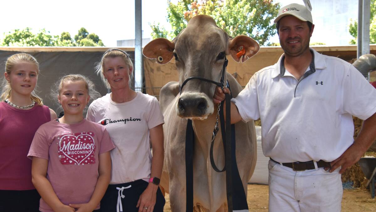 The 2024 International Dairy Week grand champion Brown Swiss Benleigh Glenwood Gredel with owners Ainsley, Reilley, Tracey and Cameron Bawden. Picture by Carlene Dowie 