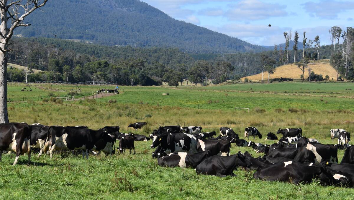 Dairy production lifted 6.2 per cent in Tasmania in January. Picture by Carlene Dowie