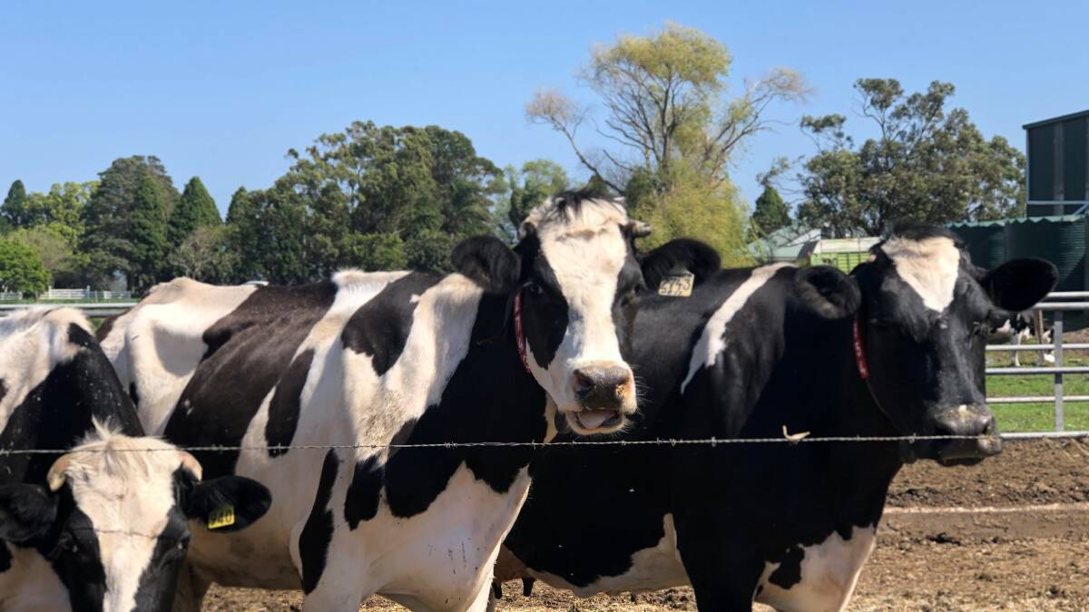 HERD IMPROVEMENTS: Laura Burn has used information from the automatic milking system has to achieve sustained improvements in milk quality, reproduction and animal health in the herd she manages for the Anderson family.