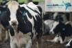 Merged dairy group starts work