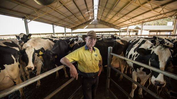 NEW CHAIR: The new chair of the NSW Farmers Dairy Committee Colin Thompson on his Cowra, NSW, dairy farm.