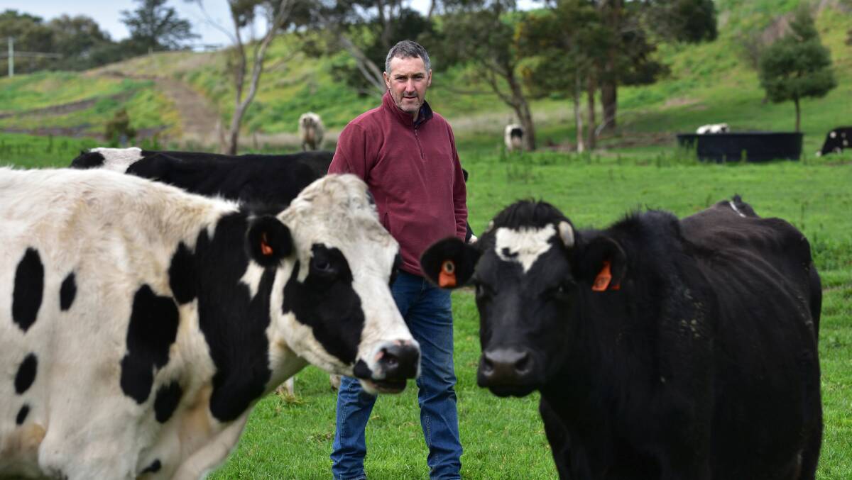 HEIFER REPORTS: For nearly 30 years Paul Moloney has had a role in helping to prove young bulls by reporting workability traits of new heifers.