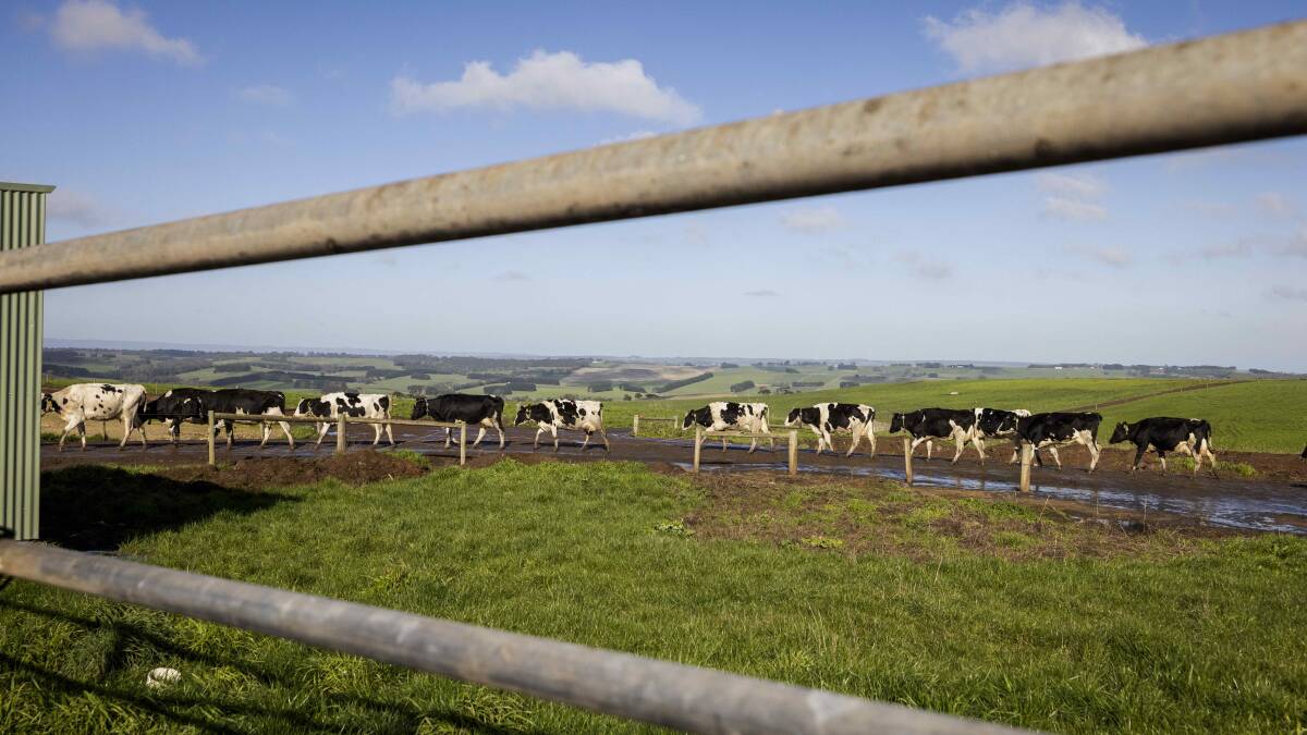 The herd has expanded to 900 milkers, with plans to increase to 1000 next year. Picture supplied