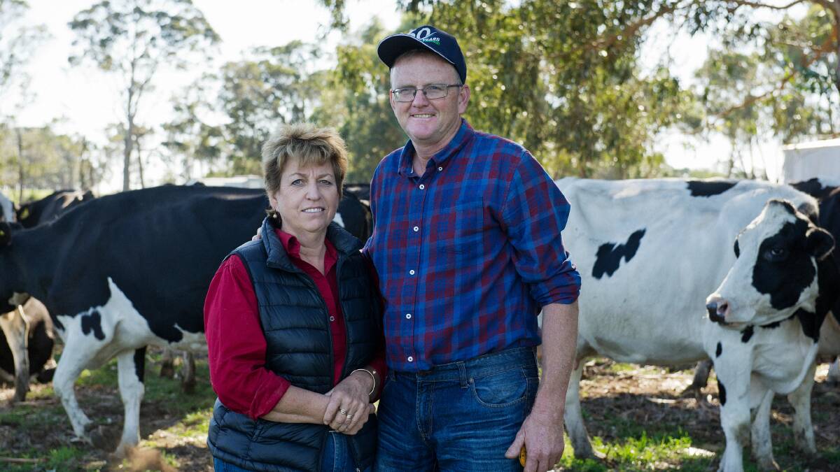 Jacqui and Bob Biddulph, Cowaramup, Western Australia, receive a prompt from their herd management software when it's time to record the workability traits of fresh heifers.