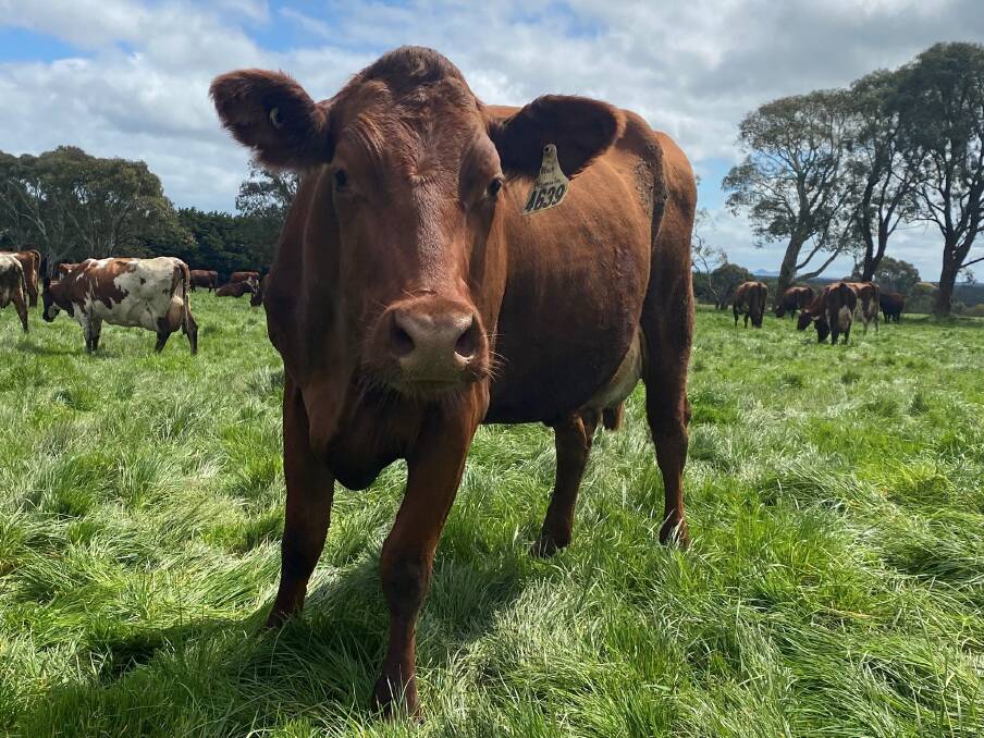 The Blasches milk 380 Australian Red cows on their farm in south-west Victoria. Picture supplied by WestVic Dairy