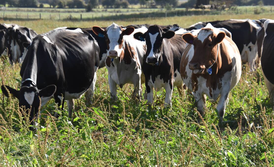 ABARES is forecasting milk production to fall this season and then to stabilise. File picture by Carlene Dowie