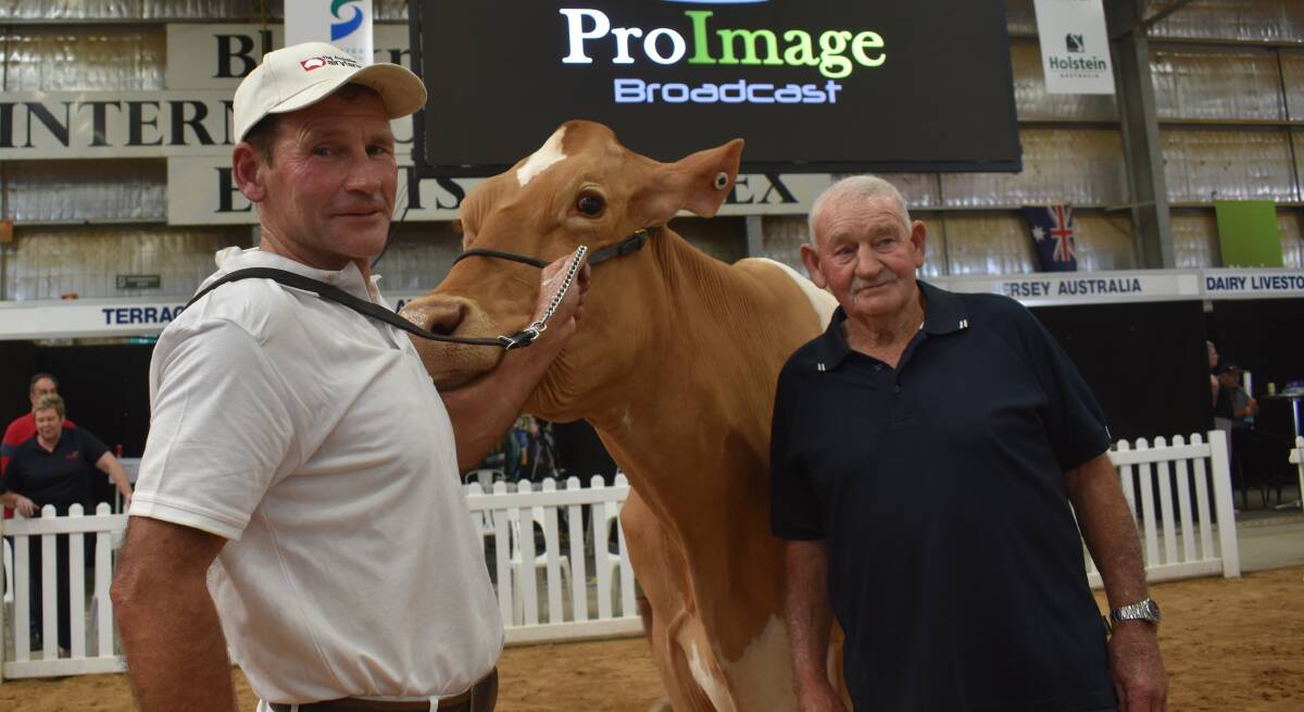 Simon and Neville Wilkie, Bacchus Marsh, Vic, with the International Dairy Week 2023 senior interbreed champion Guernsey cow Kerrilyn Pistoll Peach. Picture by Alastair Dowie