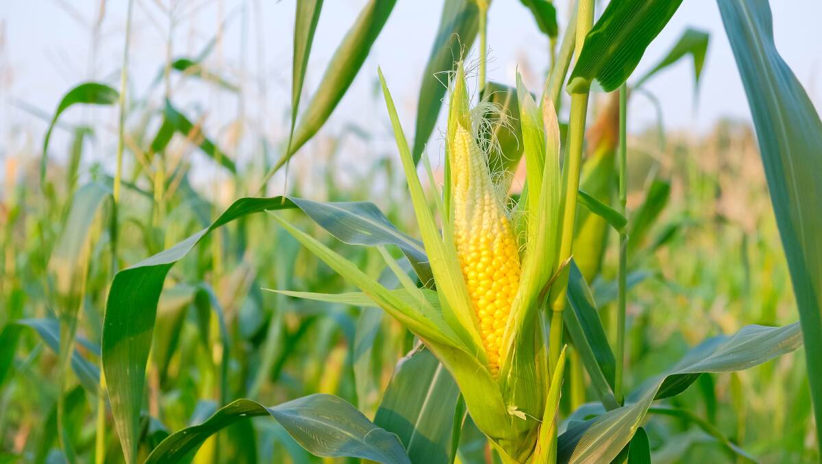 A team of scientists have found that varieties of crops like corn with narrow leaves would be more water-use efficient and possibly, more productive. Image: Shutterstock.
