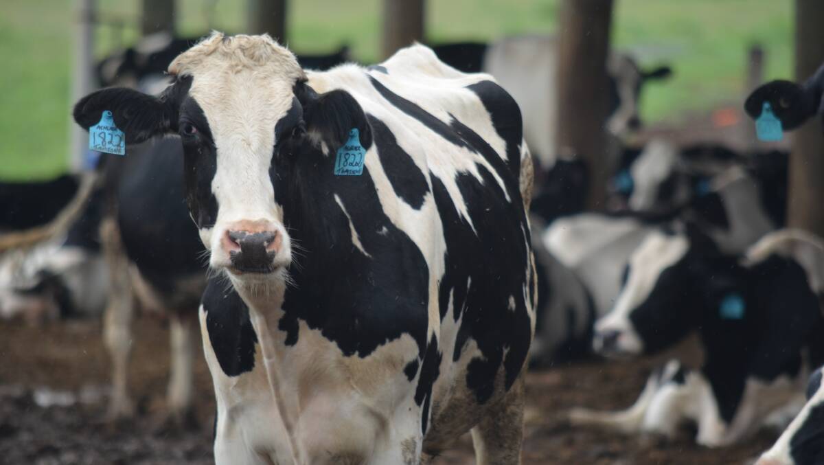 NORTHERN FOCUS: A senate inquiry has recommended Dairy Australia increase its research, development and extension activities into tropical and subtropical dairy regions.