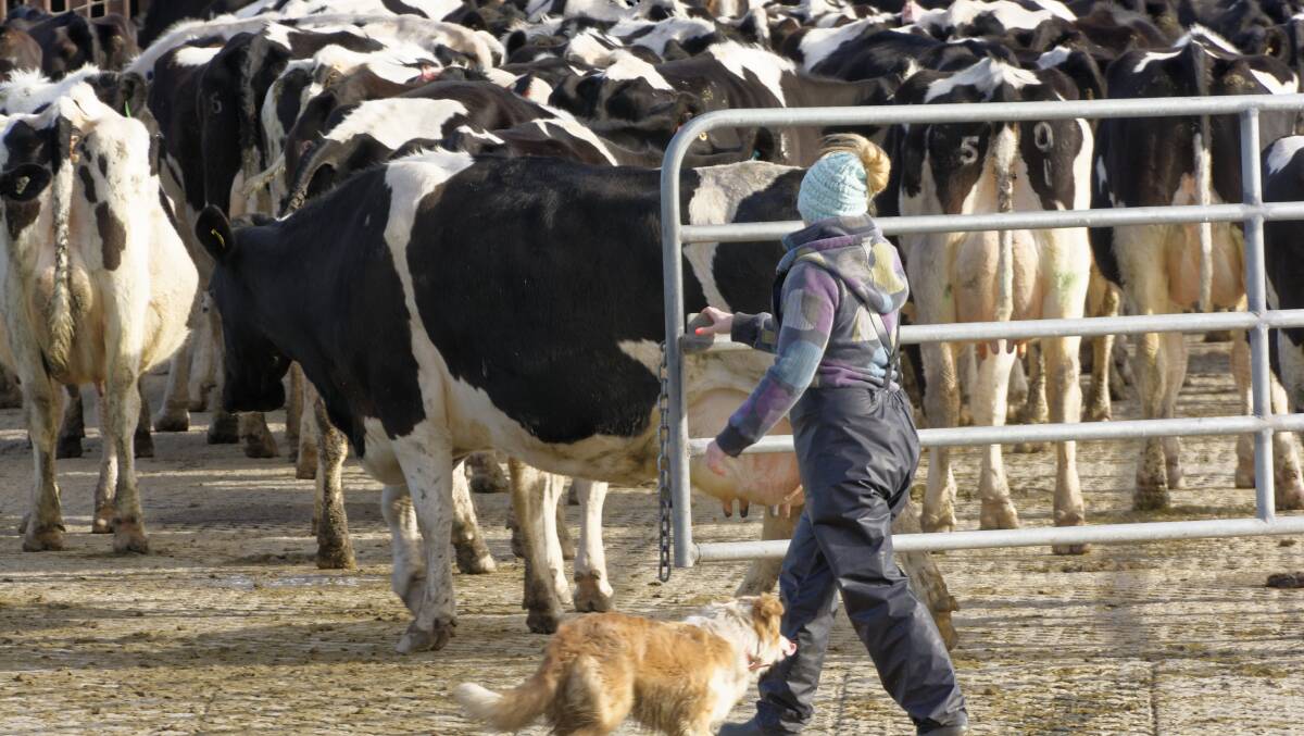 CRITICAL ISSUE: The workforce shortage is a critical issue for dairy farmers, so the dedicated agricultural visa for foreign workers announced by the federal government last week is good news.