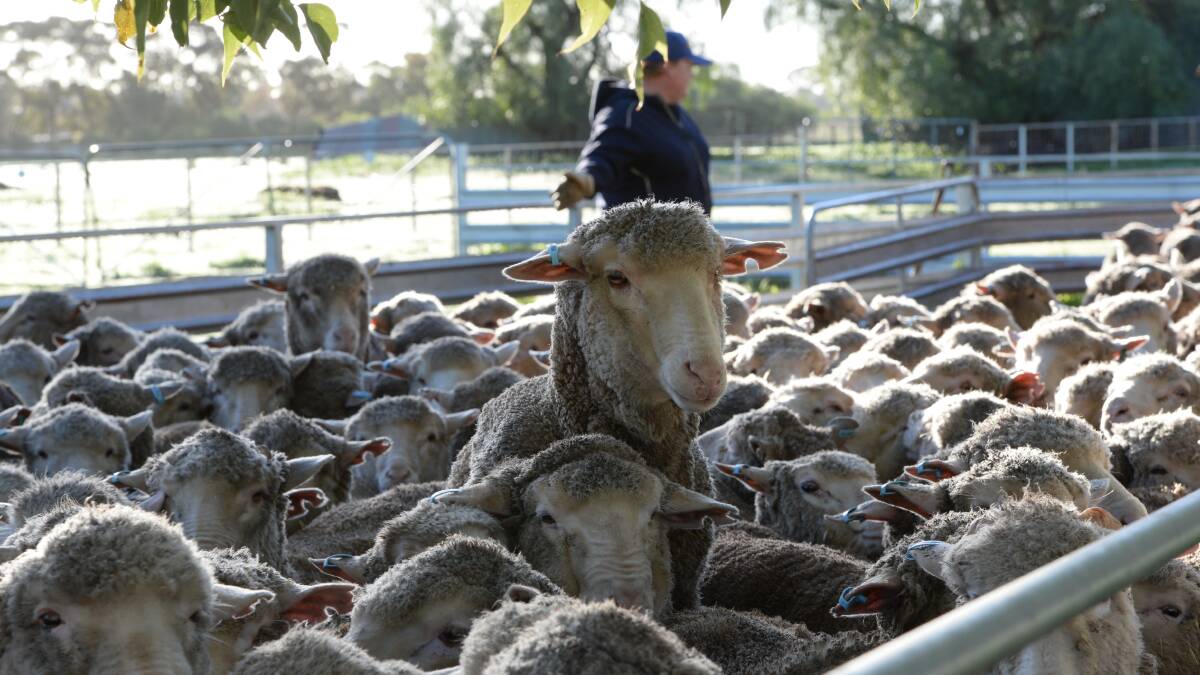 Sharp flock recovery sustains prices