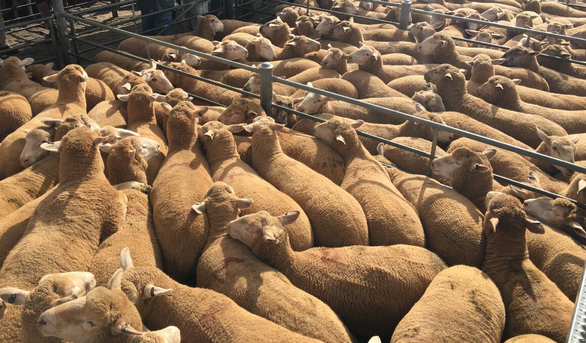 An Australian price record of $256 was set at Ballarat on Tuesday, paid for 105 Poll Dorset-White Suffolk second cross lambs, 36kg cwt, offered by Golden Grove, Newlyn, Vic.