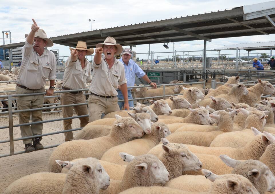 Forbes Livestock & Agency's Tim Mackay, Randal Grayson and Jack Rix selling lambs at the Forbes sheep sale on Tuesday. 