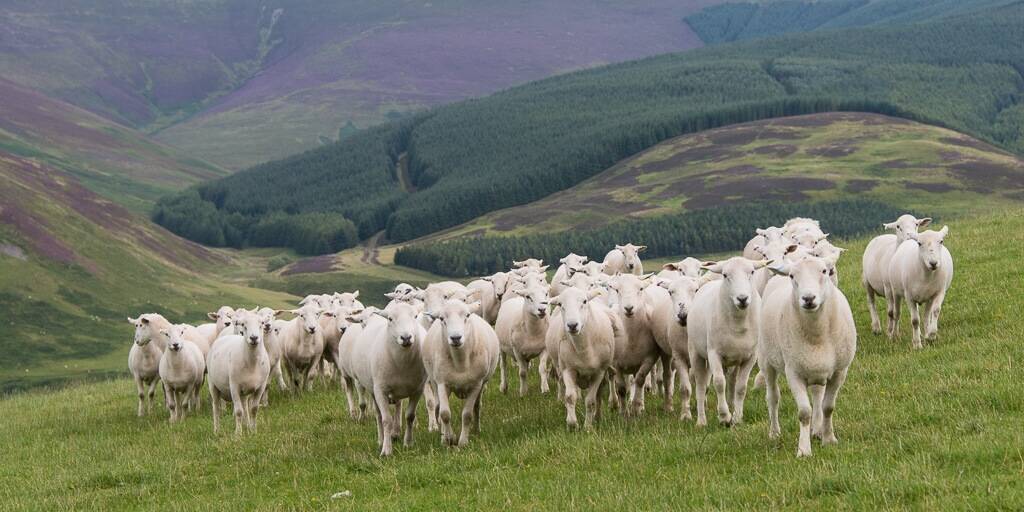 Ms Marriott visited Scotland, where she observed this flock of easy care sheep, derived from a maternal Scottish blackface with exceptional carcase attributes. 