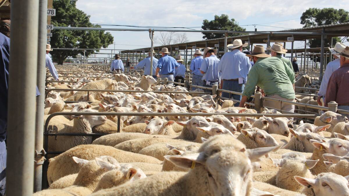 Mecardo market analyst Matt Dalgleish said the fall in mutton volume closely aligns with increases in lamb consignments, particularly January to March, where there was an precise shift in volumes from one sheep meat to the other. 