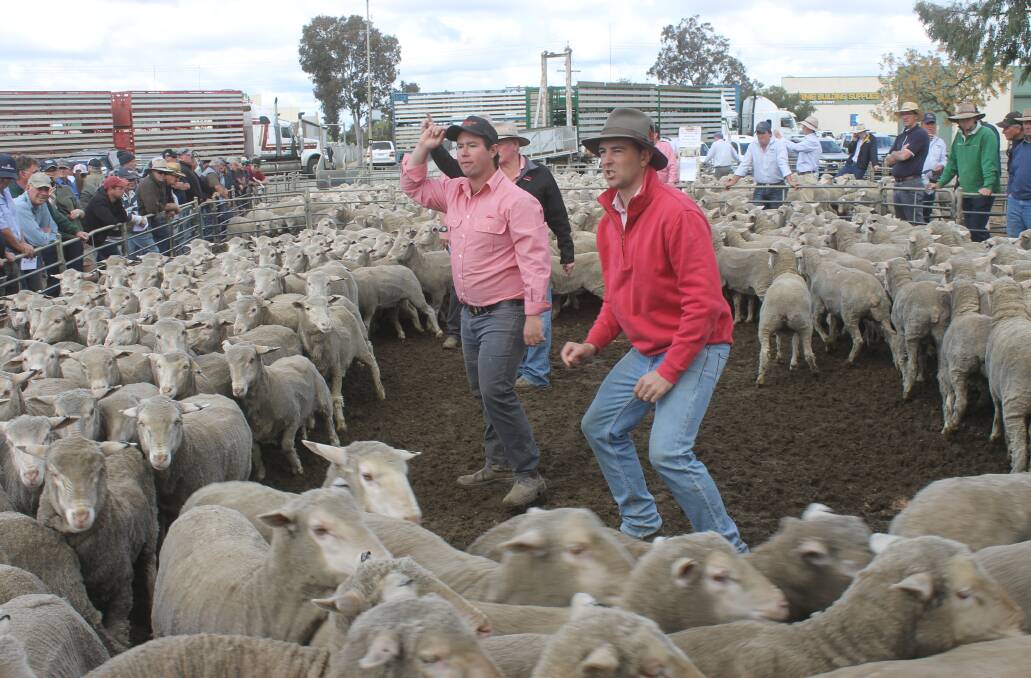 Merino young ewes made to a sale high, $232 a head, at the AFL Grand Final eve store sheep sale held at Swan Hill recently. 