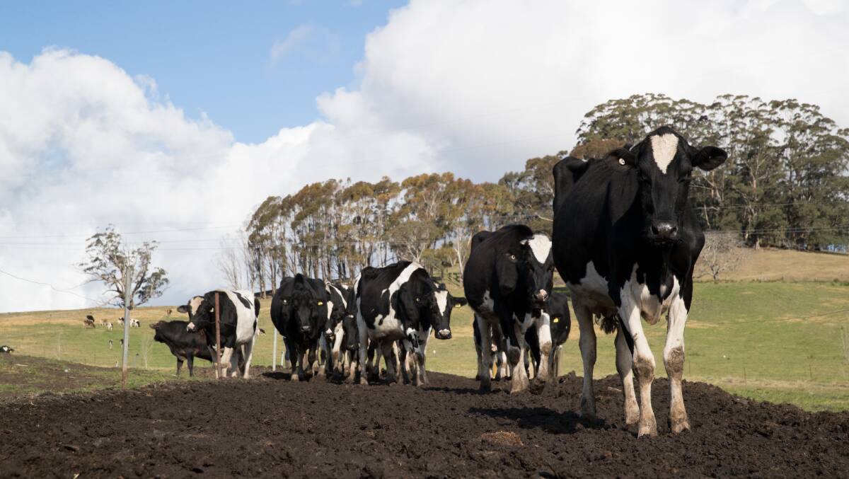 Seasonal hurdles: Milk production is expected to fall to 20-year lows this financial year, at 8.6-8.8 billion litres. 
