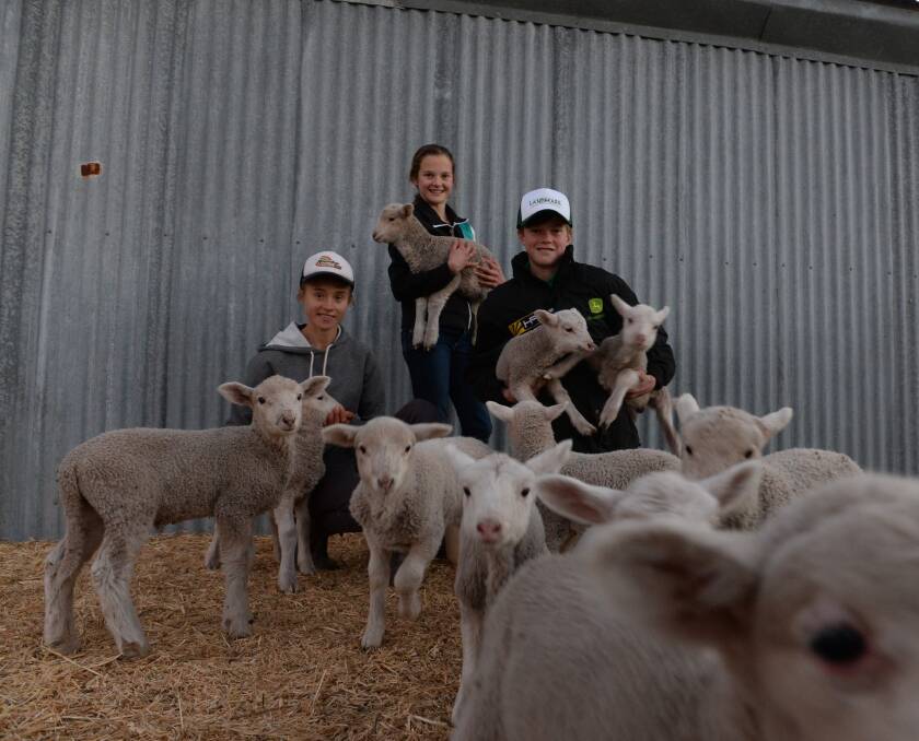 Carlow kids, Caitlin, 15, Ashleigh, 12 and Mitchell, 14, "Kidman Park North", Gilgandra, NSW looking after 13 poddy lambs. 