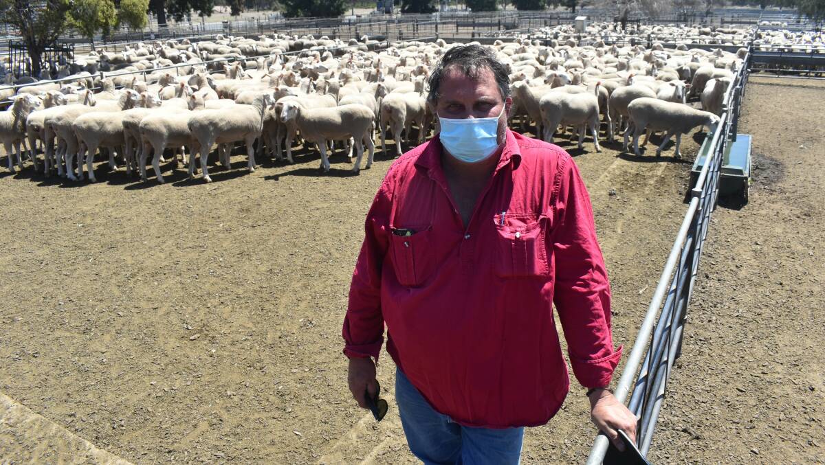 For the 10th year, the top price at Bendigo's Blue Ribbon first-cross ewe sale was paid by Tim Fraser, Tatyoon, who paid $448 for this pen of 229 Cartwright ewes.
