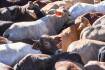 Cattle price pain may continue