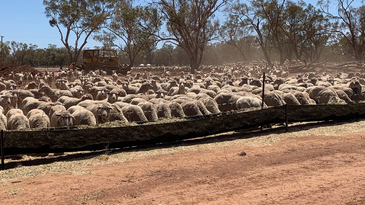 Lifting lamb survival rates to drive the flock rebuild