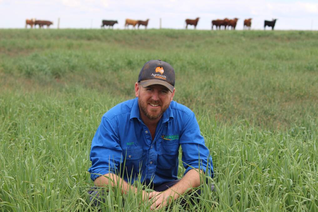 Scott Loughnan has started feeding off oats on his property west of Roma. 